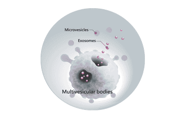 Exosomes 外泌體（本齡）